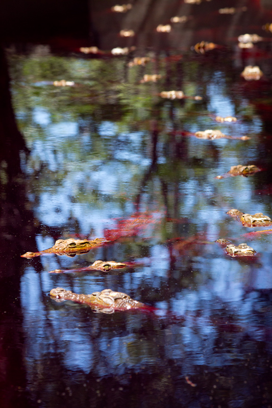 Crocodile Farm: The red water isn't blood. It's a chemical added to the water for crocodile skin health reasons.