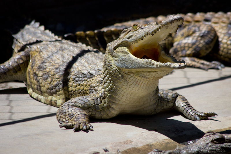 Crocodile Farm: These guys look funny.