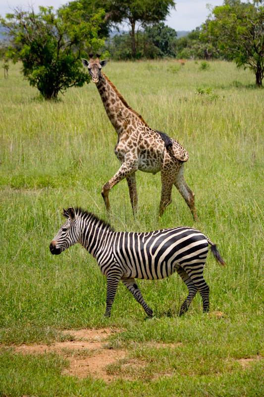 Giraffe and Zebra: This is one of my favourite photos from the trip. While driving through the Mikumi National Park (along a busy road) our truck startled a giraffe, and it took a run. I snapped some photos, following it with my camera, and then I noticed it would pass behind this zebra. I was pleased that I timed the shot almost perfectly, as each of the giraffe, zebra and truck were moving.