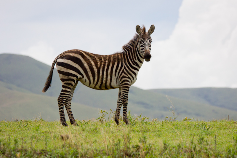 Zebras: Driving across to the Serengeti I saw my first wild zebra.