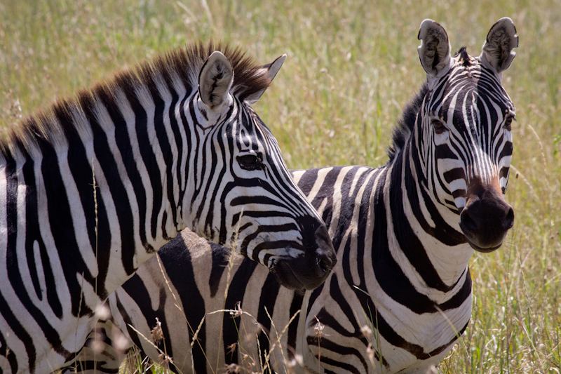 Zebras: Zebras often hang out in pairs, theoretically to confuse lions.